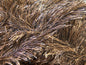 Eyelash 100gr