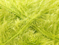Eyelash 100gr