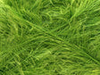 Bright Green