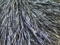 Eyelash