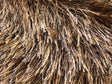 Marrón, Camel
