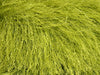 Apple Green 3