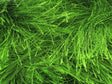 Green 3