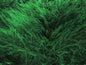 Eyelash 100gr
