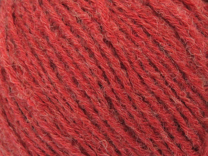 Bambino Merino