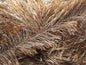 Eyelash 100gr