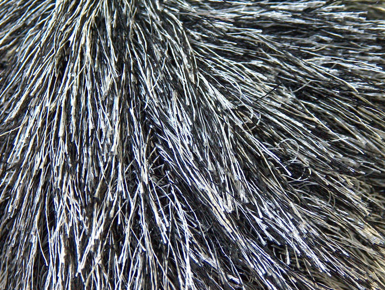Eyelash Black, White
